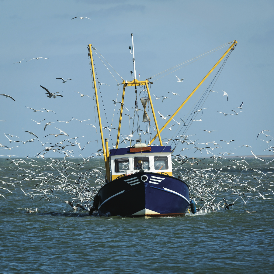 List 28+ Photos what are birds on a fishing boat Superb